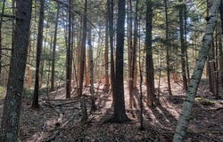 Ridge School Road, Liberty, ME 04949