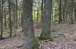 Irvine Run Rd, Youngsville, PA 16371