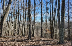 Rector Road lot: 11.5 Ac, Jasper, TN 37347