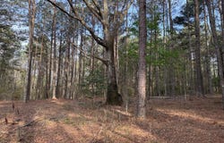 288 Galilee Road, Carthage, MS 39051