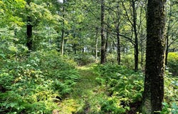 1.2 Brigham Rd, Richford, NY 13835