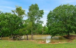 CR 2110, Bagwell, TX 75412