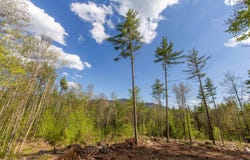 Elijah Beede Road, Sandwich, NH 03227