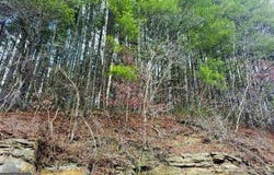 149D-1106A CABIN FORK 6.15AC, DANTE, VA 24237