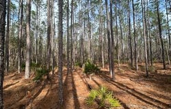 NW County Road 236, Bell, FL 32619