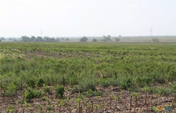 Gooseneck Road, Bartlett, TX 76511