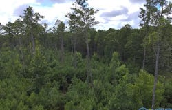 Taylor Circle lot: C, Somerville, AL 35670