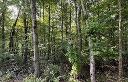 County Road 28, Tornado, WV 25202