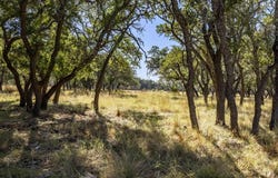 Legacy Oaks Dr, Harper, TX 78631