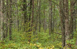 Sandbar Lane lot: H, Merrifield, MN 56465