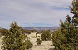 / Barrego Drive, Datil, NM 87821