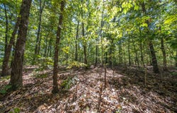 Valley View Trail, Williford, AR 72482