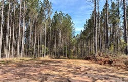 Cr 142, Quitman, MS 39355