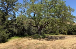3 Ohlone TRCE, CARMEL, CA 93923