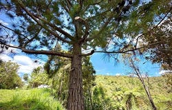 Cayey, Cayey, PR 00736