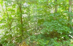 2 White Oak Point, Whittier, NC 28713