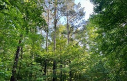 Bashi Road, Millry, AL 36558