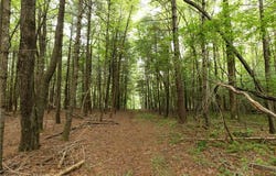 Mcintosh Drive, Lowgap, NC 27024