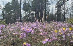 Forbes Pk lot: 542, Fort Garland, CO 81133