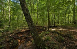 SMITH MILL ROAD lot: 2, DELTA, AL 36258