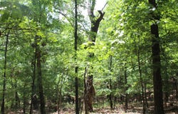 Old Mill Drive, Theodosia, MO 65761