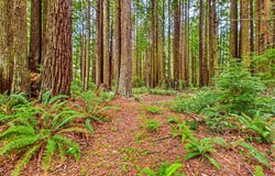 1120 Patricks Pt Drive, Trinidad, CA 95570