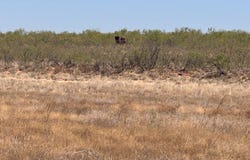 TRACT 6 County Rd 308, Seminole, TX 79360