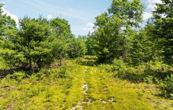 4011 W Forest Road, Lake City, MI 49651