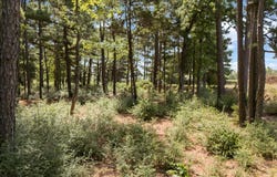 Tract 4 FM 1002, Big Sandy, TX 75755