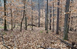 6809 HIGHWAY 11, PELHAM, AL 35124