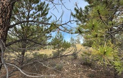 155 Whip Way, Hartsel, CO 80449