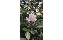849 REDLAND RD, CROSS JUNCTION, VA 22625