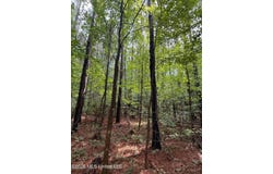 253 Red Dog Road, Carthage, MS 39051