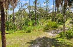 8 NE Fourth St, Steinhatchee, FL 32359