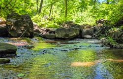 Ellison Ridge, Jumping Branch, WV 25969