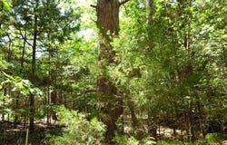 21-TBD Dogwood Dr, Murchison, TX 75778