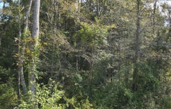 Jw Jones, Oak Vale, MS 39656