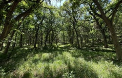 10 +/- Acres, Holt County, Lynch, NE 68746
