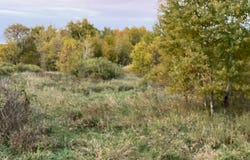 Holly Rd, Pine City, MN 55063
