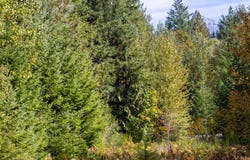 20570 E LOLO PASS Rd, Rhododendron, OR 97049