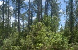 Joe Dugger Road, Freeport, FL 32439