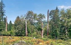 DOG CREEK Rd, Cougar, WA 98616