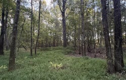 17232 SANDY RIDGE RD, Tamms, IL 62988