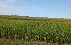 61203 150th St, Chokio, MN 56221