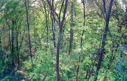 Walnut Street, LaFayette, GA 30728