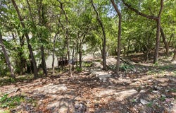 1224 Abelia Drive, Fort Worth, TX 76108