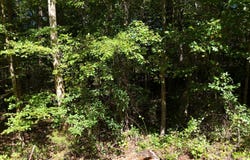 Fezzell Road, Decatur, TN 37322