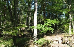 25 Ac Brandon Road, Clover, SC 29710