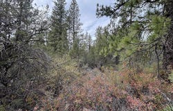 Bunting Dr, Bonanza, OR 97623
