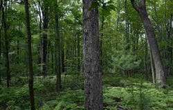 2854 N Lakeshore, Gladwin, MI 48624